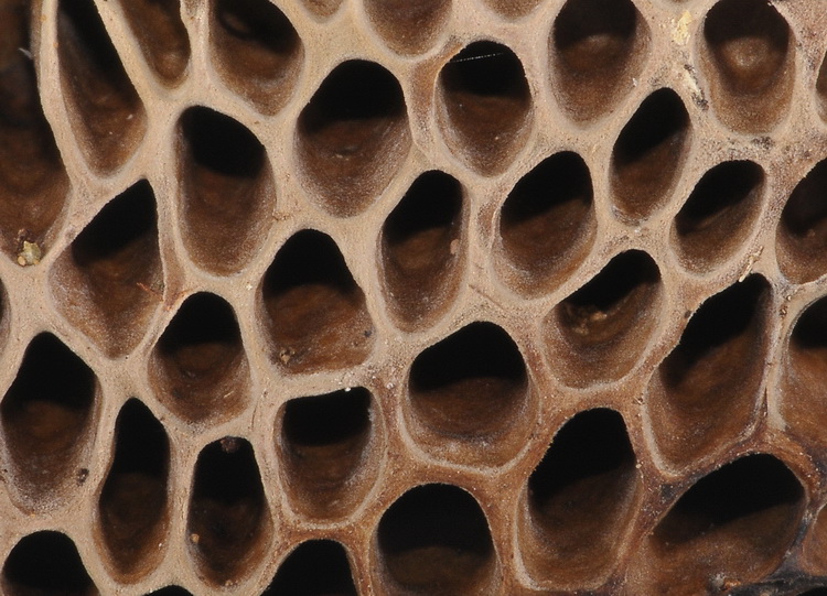 Quizzzzzzzzzzzzzz  serio - Alveare o fungo?